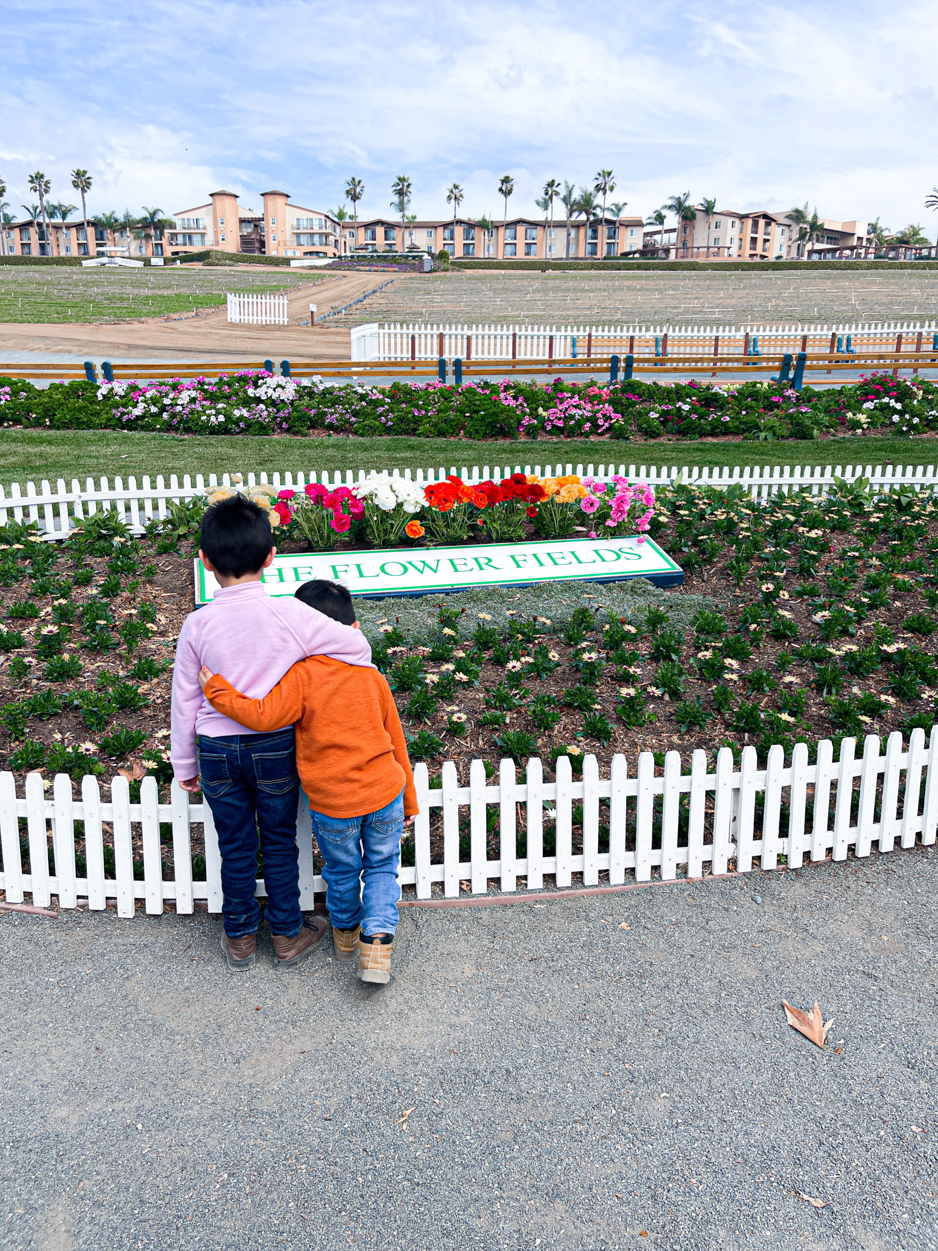 The flower Fields in Carlsbad California everything you need to know
